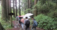 旧東海道杉並木を散策