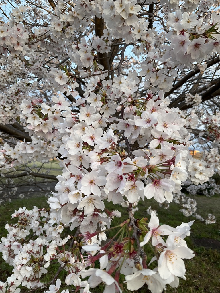 物質工学科長　古川 一実